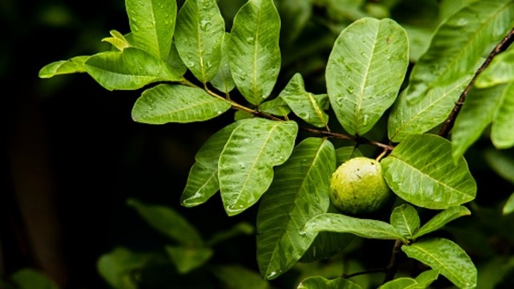 Han-Sient believes it has struck gold with its patented technology to produce guava leaf extract for blood sugar control and fat-burning. ©Getty Images