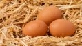 Egg advances: Mondelez on why Vietnam provided great opportunity for cage-free egg adoption