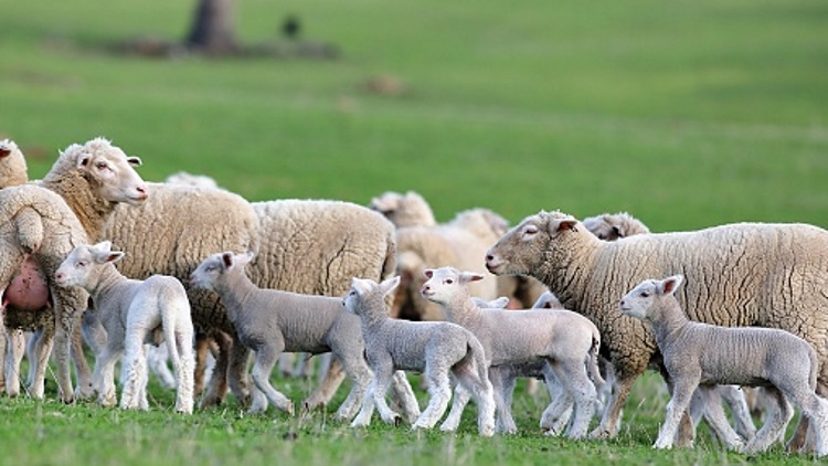 Australian veterinary industry reacts to sheep scandal